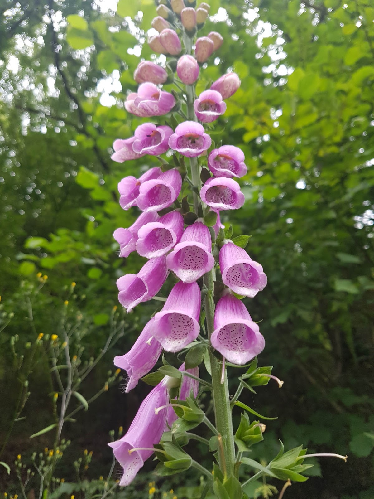gp_699ab755de05e